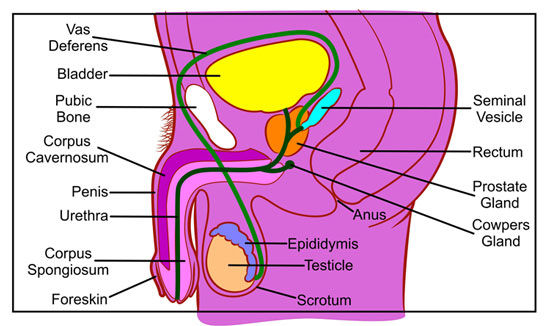 Side view cartoon diagram of the male reproductive system