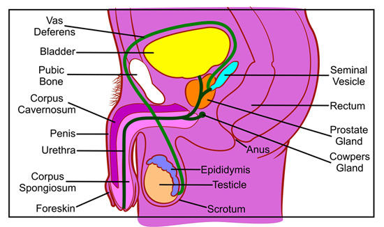 Cartoon Sex Diagram - Male Anatomy | Get the Facts