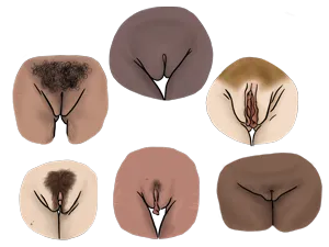 Female reproductive system